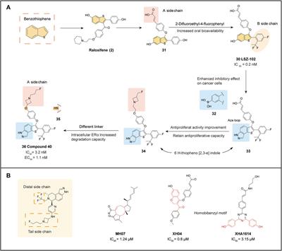 Optimization of small molecule degraders and antagonists for targeting estrogen receptor based on breast cancer: current status and future
